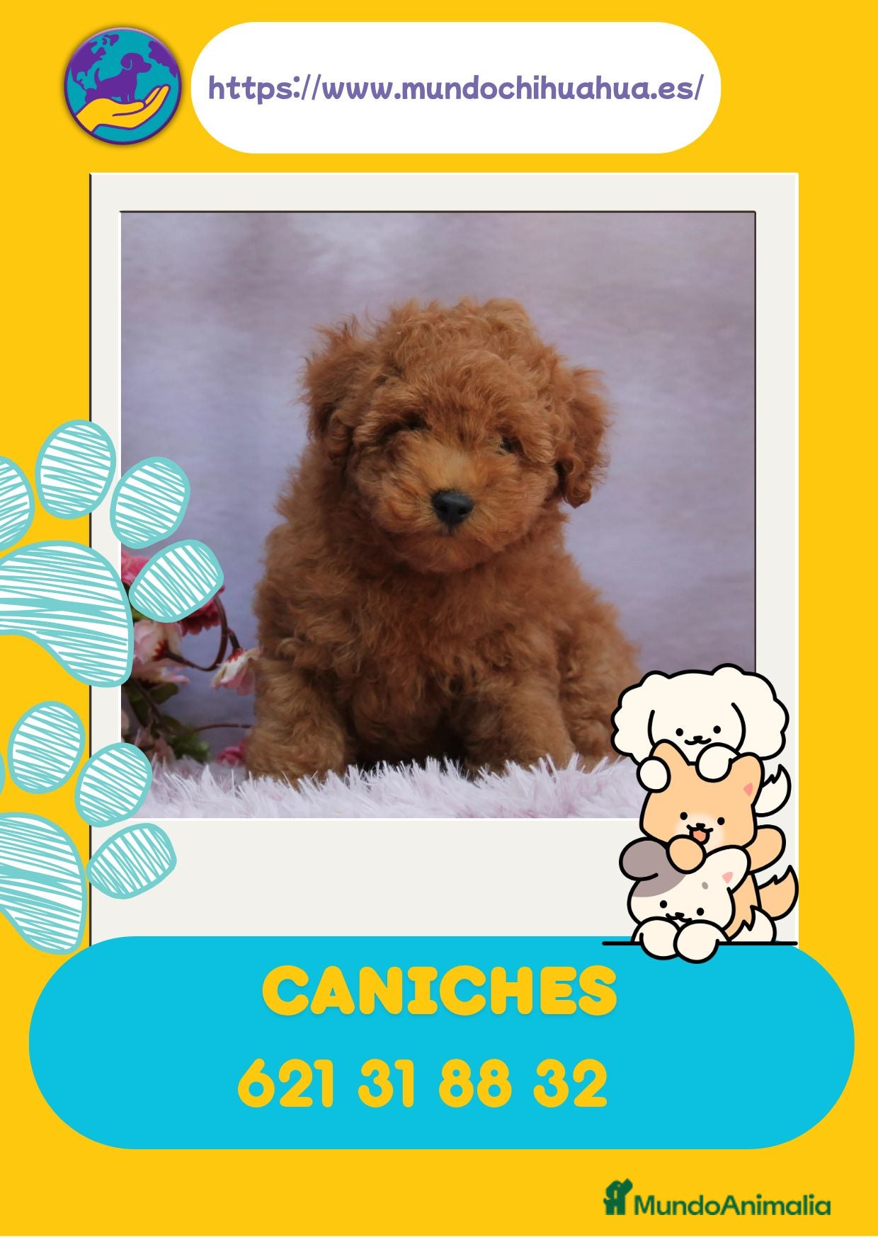 Caniche Enano perros Auténticos caniches enanos  - Anuncio 1
