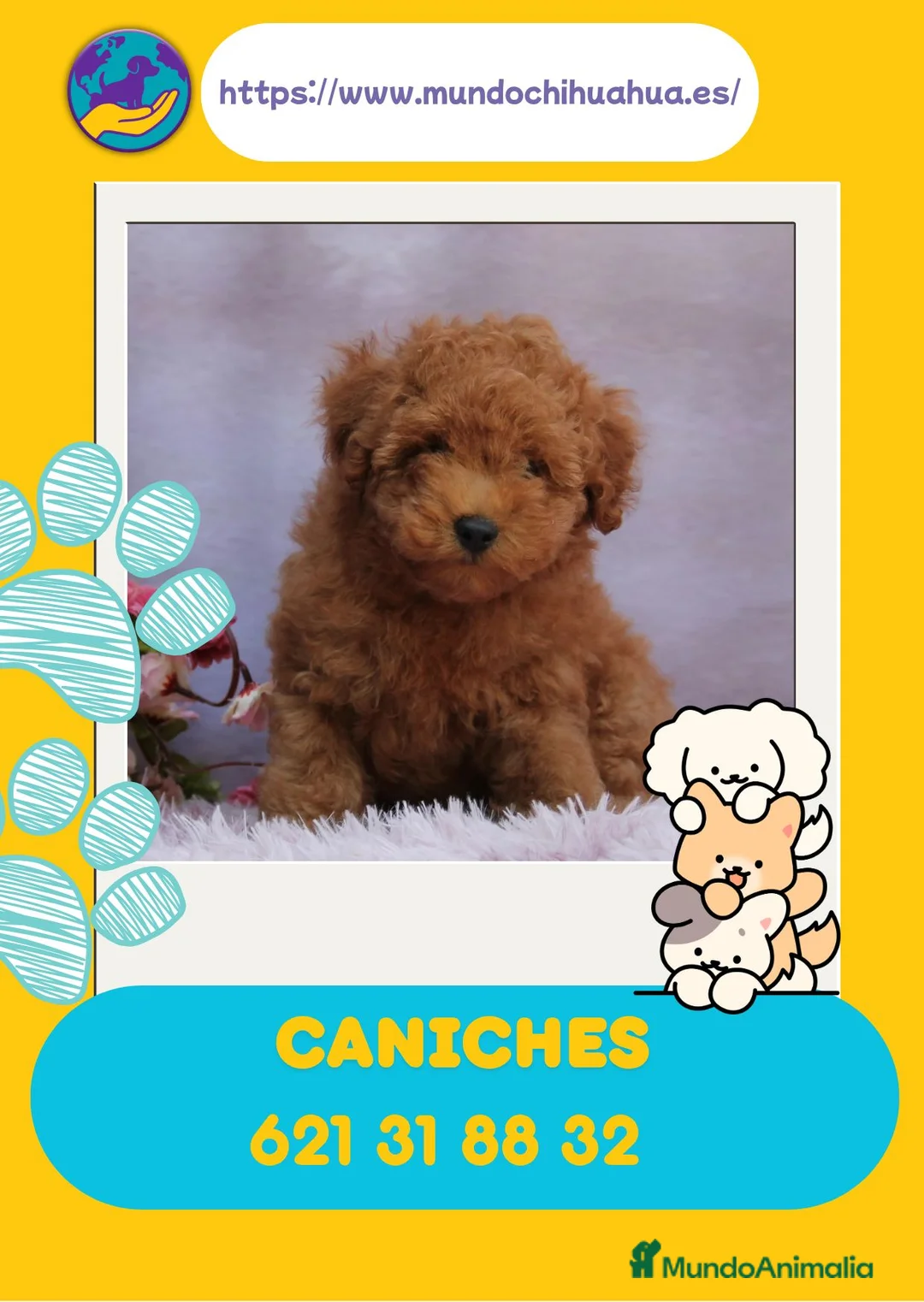 Caniche Enano perros en venta: Auténticos caniches enanos  - Anuncio 1