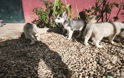 Husky Siberiano perros en venta: Disponibles cachorros de Husky Siberiano - Imagen 3