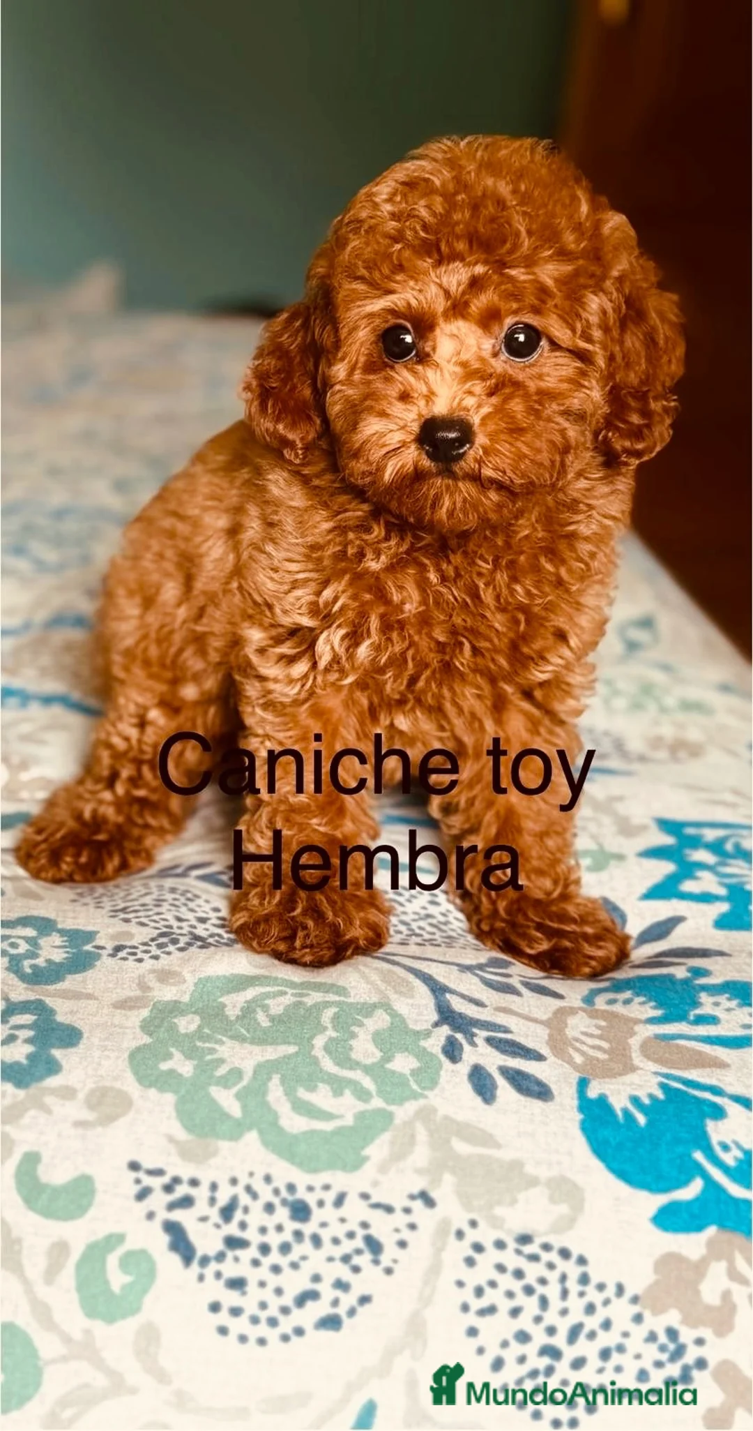 Caniche Toy perros en venta: Caniche Toy hembra disponible !!! - Anuncio 5
