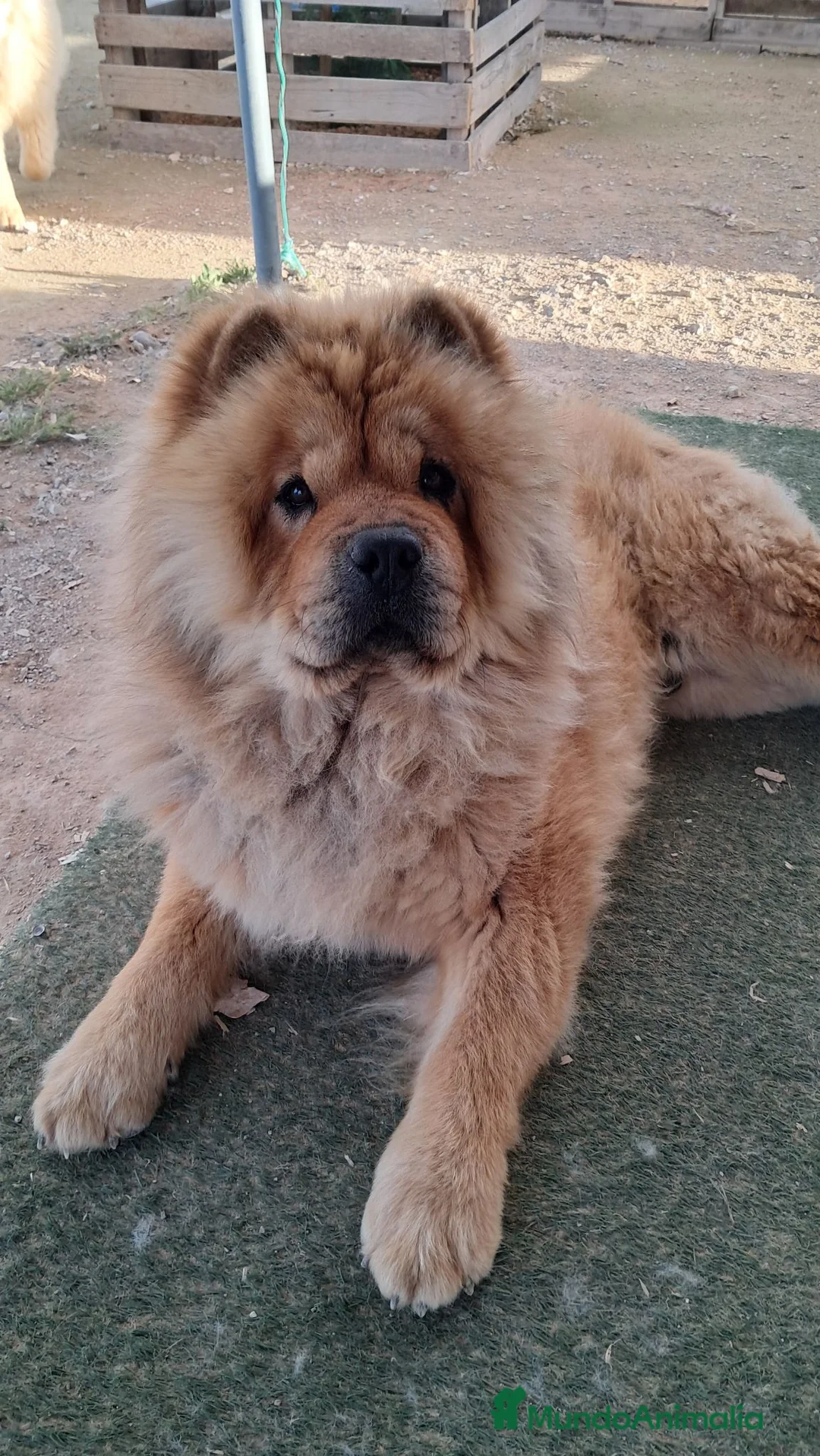 Chow Chow perros en venta: Bebés Chow-Chow  - Anuncio 6
