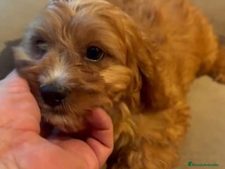 Cavapoo perros - Anuncio 2