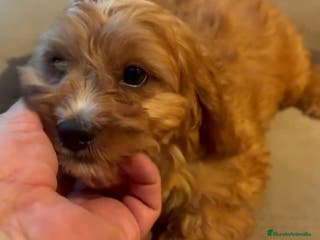 Cavapoo perros Cavapoo comprar - Anuncio 36