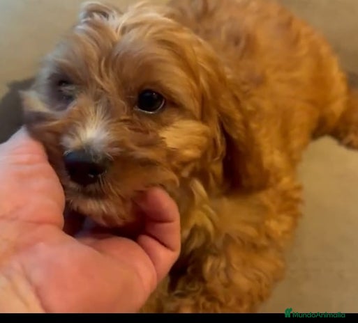 Cavapoo perros - Anuncio 1