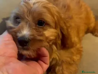 Cavapoo perros Cavapoo comprar - Anuncio 1