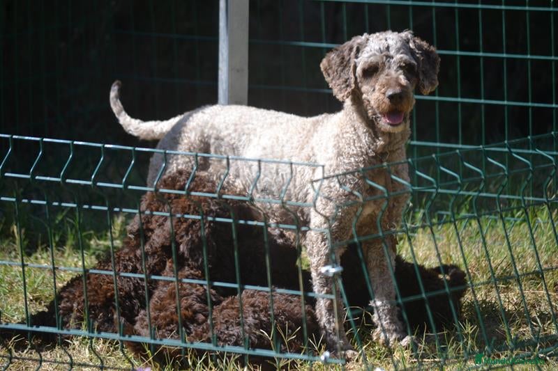 Perro de Agua Español perros CAMADA PERRO DE AGUA  - Anuncio 1