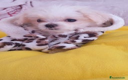Bichón Maltés perros en venta: Hermosos Bichón maltés  - Imagen 1