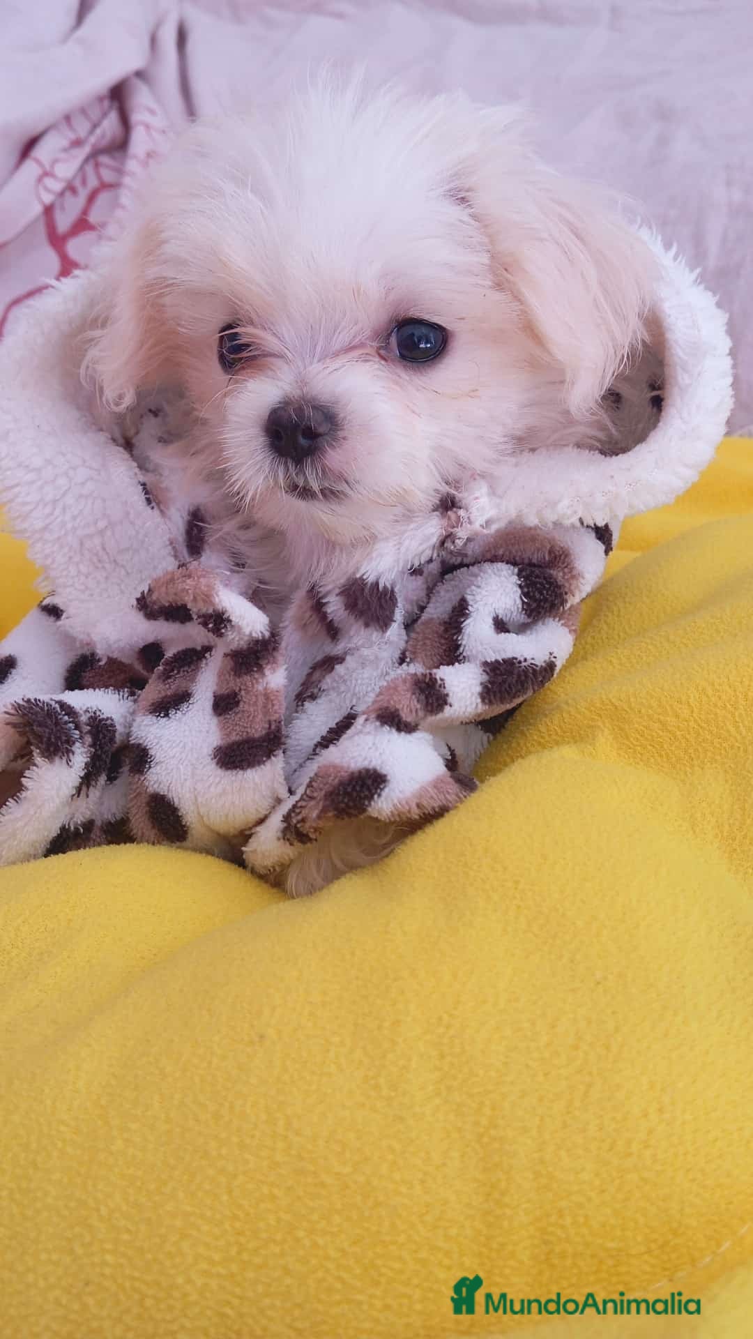 Bichón Maltés perros en venta: Hermosos Bichón maltés  - Imagen 1