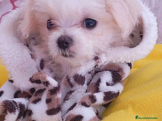 Bichón Maltés perros - Anuncio 1
