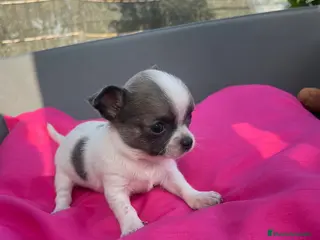 Chihuahua perros preciosos chihuahuas linea RUSA - Anuncio 1