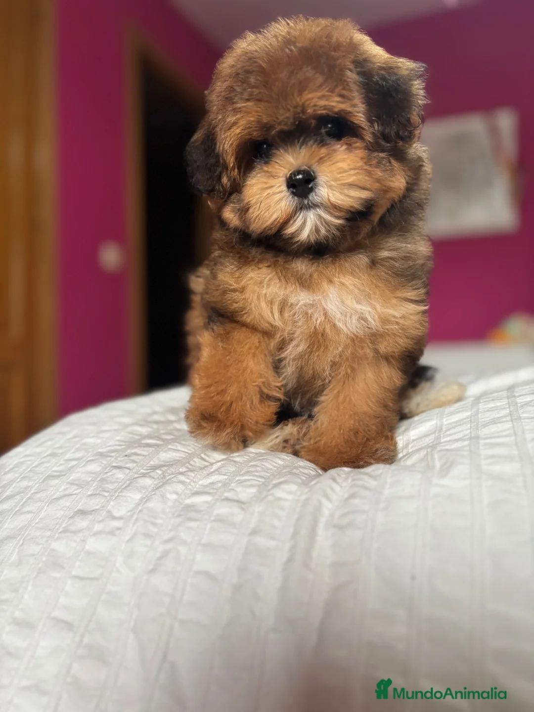 Maltipoo perros en venta: Maltipoo con vacunación completa!!! - Anuncio 4