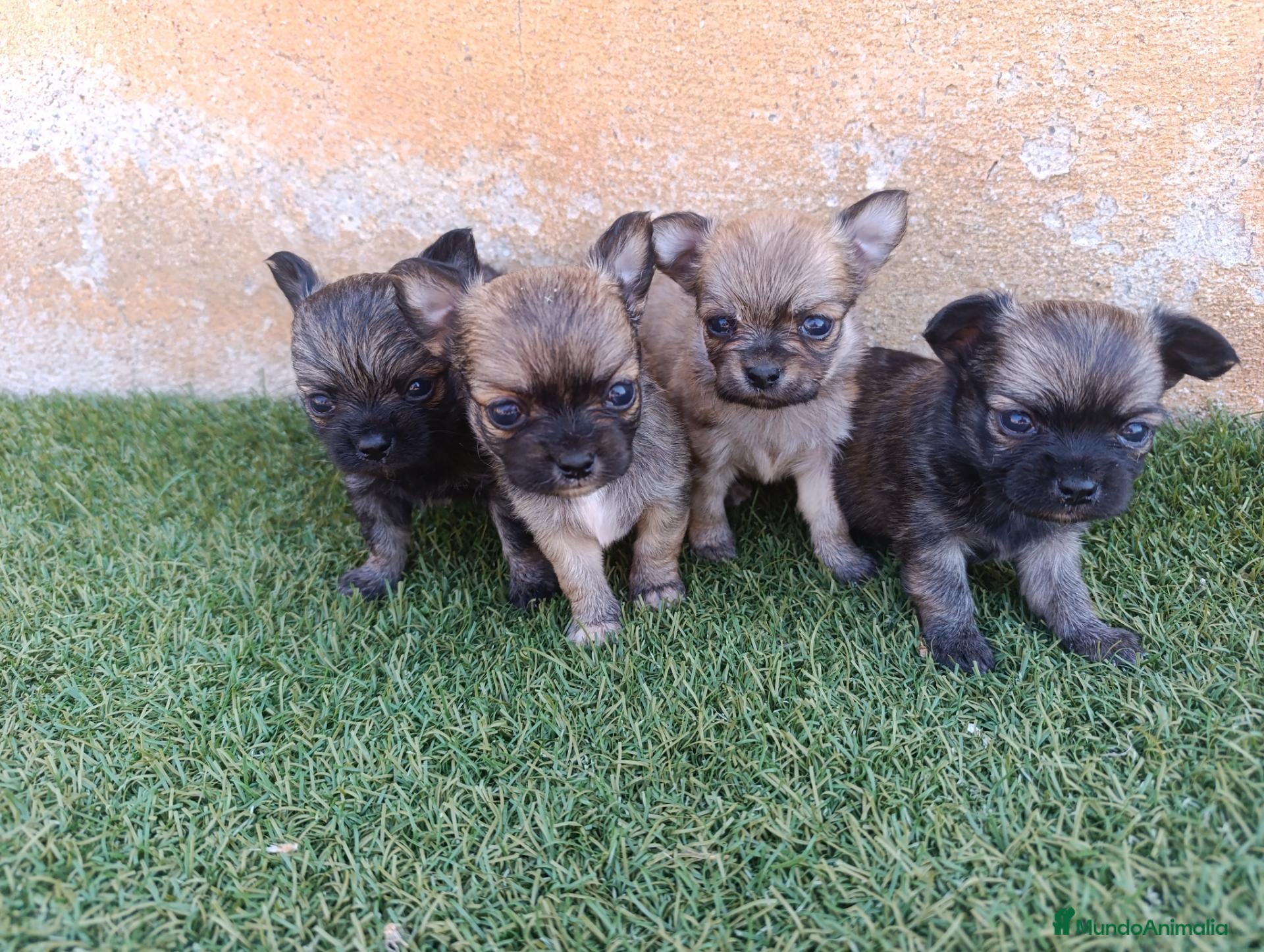 Chihuahua perros chihuahua pelo largo - Anuncio 1