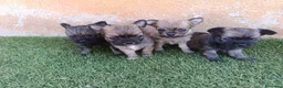 Chihuahua perros en venta: chihuahua pelo largo - Anuncio 1