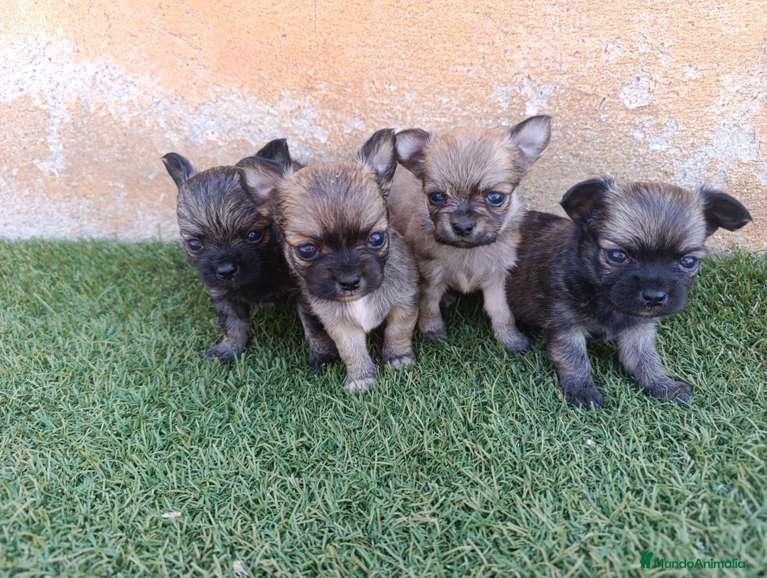 Chihuahua perros en venta: chihuahua pelo largo - Anuncio 1
