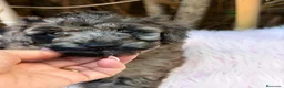 Caniche Mediano perros en venta: Hembra caniche mediano merle - Anuncio 5