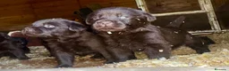 Labrador Retriever perros en venta: labrador chocolate  - Anuncio 5