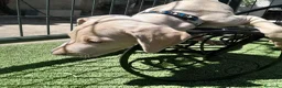 Weimaraner perros en venta: BRACO DE WEIMAR - Anuncio 8