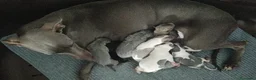 Whippet perros en venta: WHIPPET GRIS MACHO - Anuncio 4