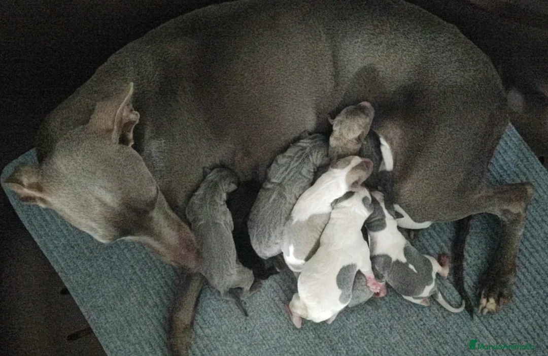 Whippet perros en venta: WHIPPET GRIS MACHO - Anuncio 4