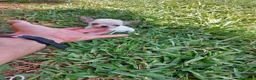 Chihuahua perros en venta: PRECIOSOS CHIHUAHUA RUSO Y ASIÁTICO  - Anuncio 9