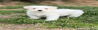 Bichón Maltés Cachorro 1