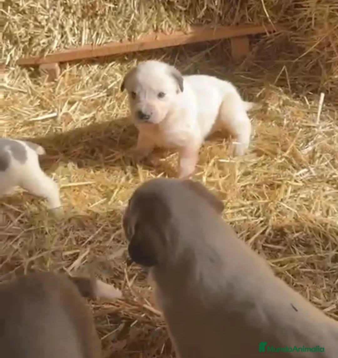 Mastín Español perros en venta: Preciosos mastines disponible para entregar - Anuncio 1