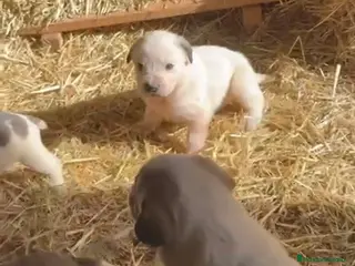 Mastín Español perros Preciosos mastines disponible para entregar - Anuncio 2