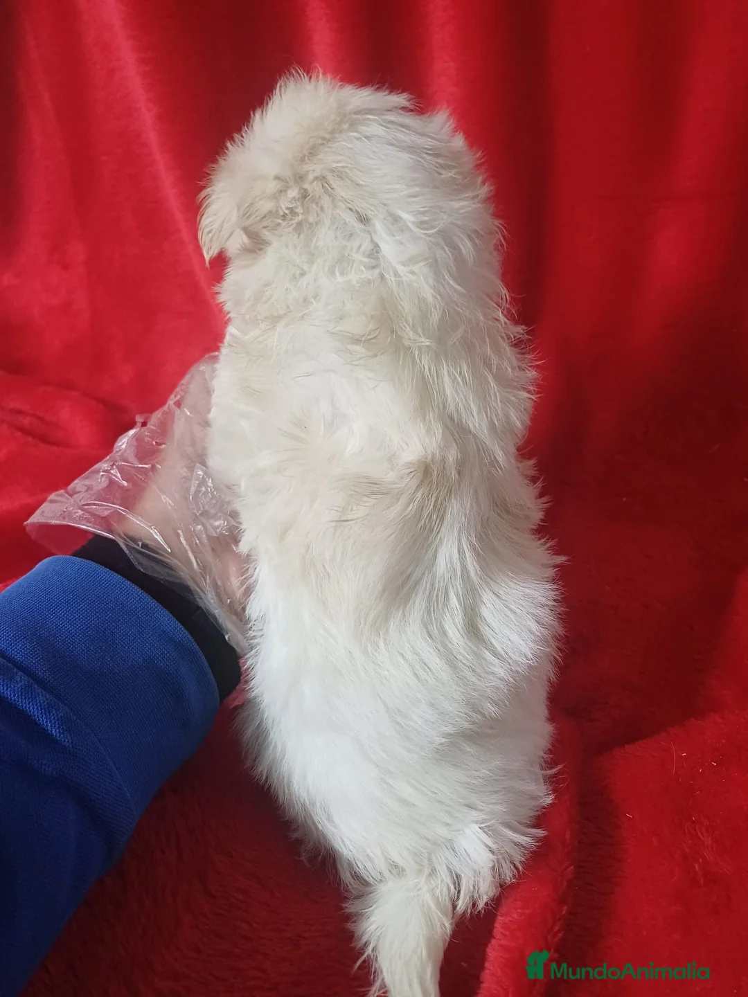 Bichón Maltés perros en venta: Bichon Maltés Americano  - Anuncio 3