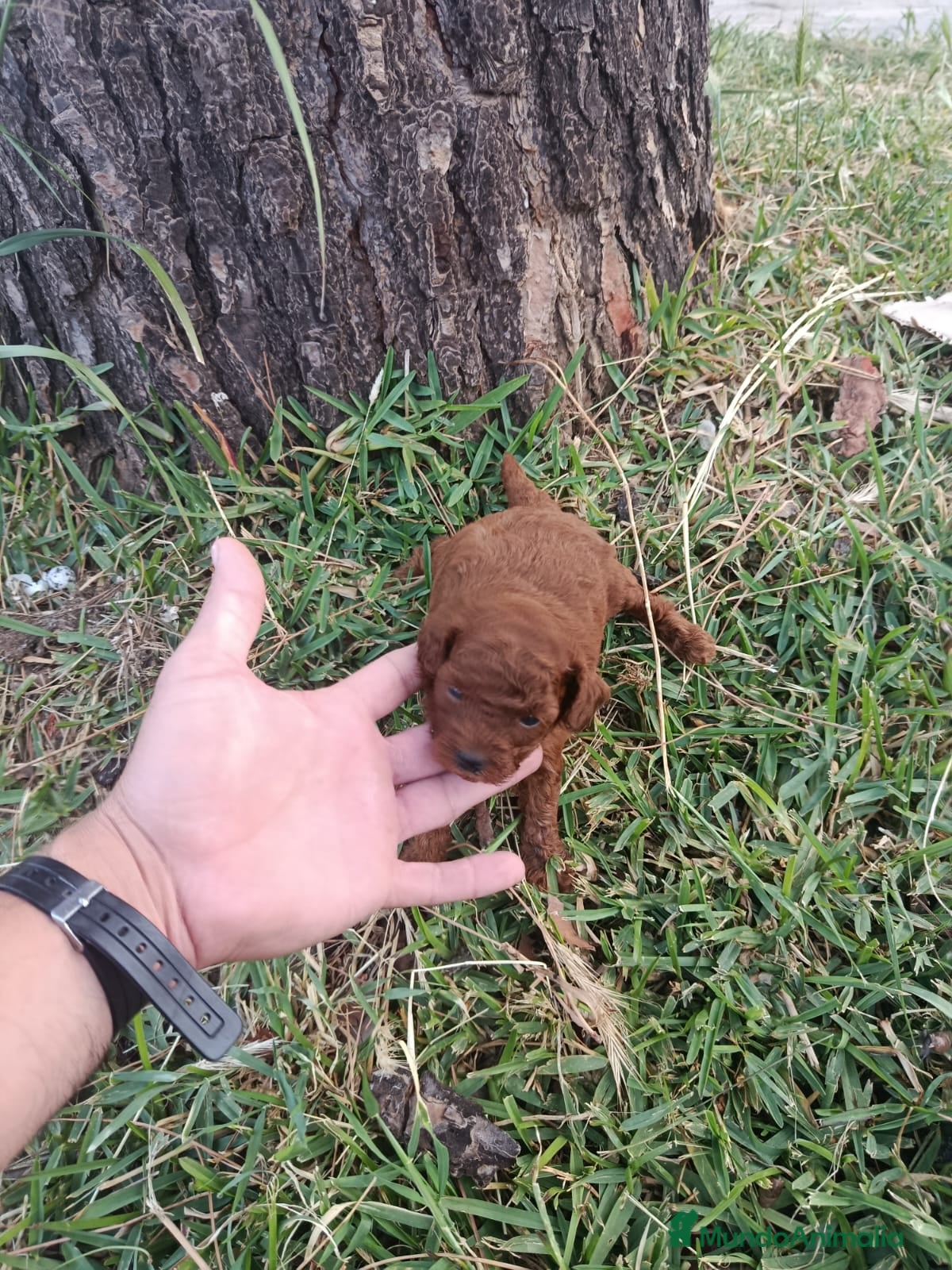 Caniche Toy Cachorro 7
