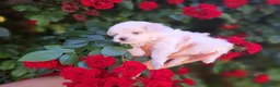 Bichón Maltés perros en venta: Bichon maltes  - Anuncio 4