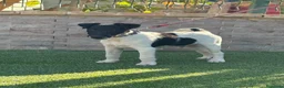 Fox Terrier de Pelo Liso perros en venta: Precioso cachorro de fox terrier  - Anuncio 4