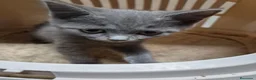 Británico de Pelo Corto Azul gatos en venta: Gatitas de brithis shorthai,   - Anuncio 3