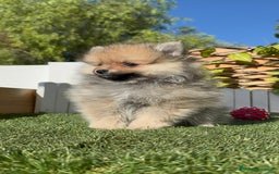 Pomerania perros en venta: POMERANIA MACHO - Imagen 16