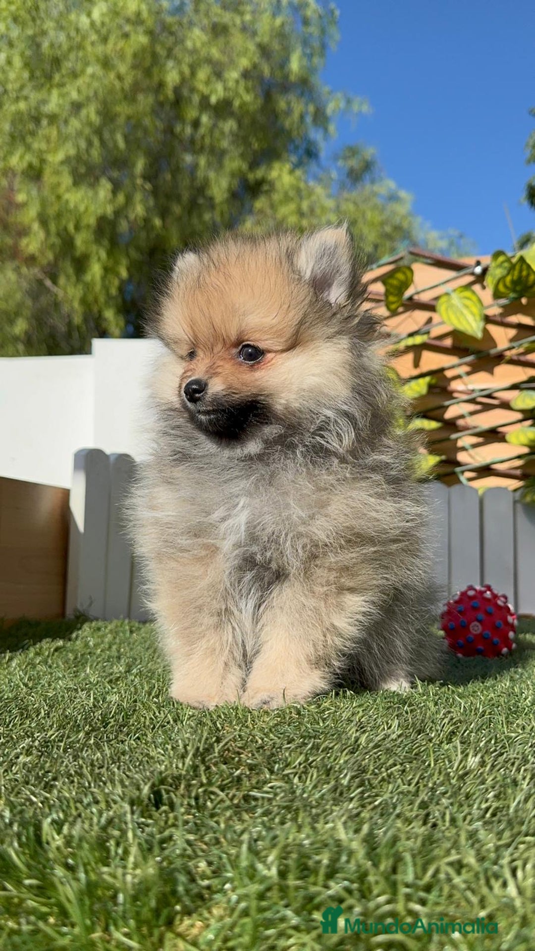 Pomerania perros en venta: POMERANIA MACHO - Imagen 16