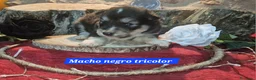 Border Collie perros en venta: Expectaculares cachorros de border collie  - Anuncio 5