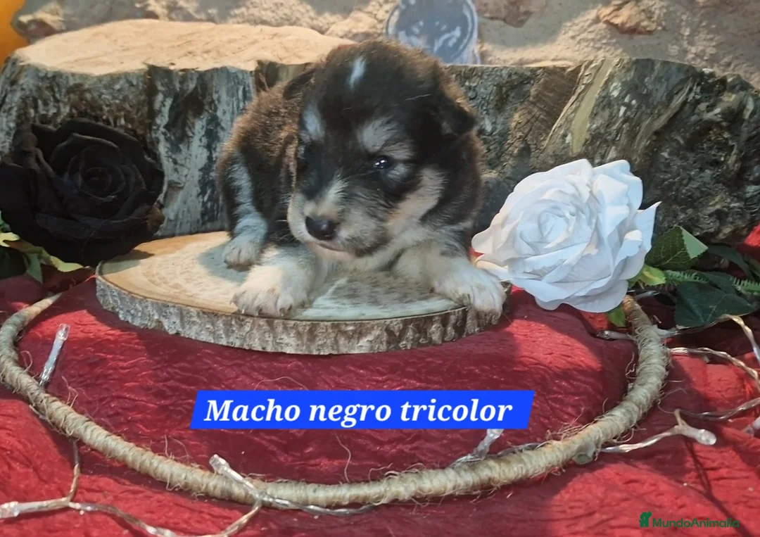 Border Collie perros en venta: Expectaculares cachorros de border collie  - Anuncio 5