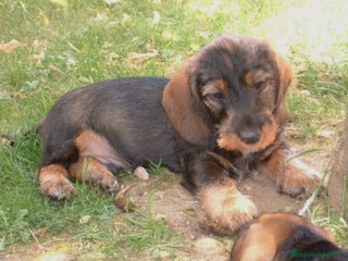 Teckel perros Teckel en Toledo - Anuncio 3