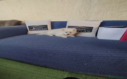 Pomerania perros en venta: Cachorro de pomerania  - Anuncio 2