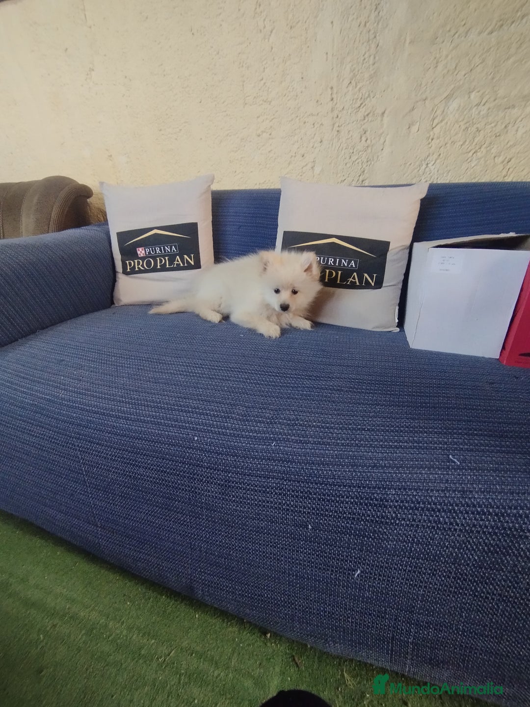 Pomerania perros en venta: Cachorro de pomerania  - Anuncio 2
