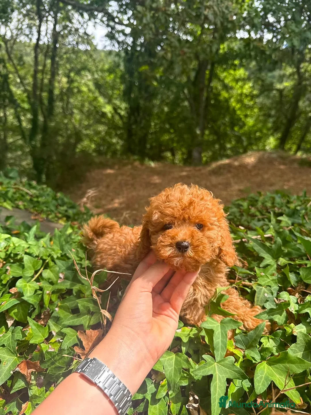 Caniche Toy perros en venta: 🐾 Caniche Hembra Toy rojo disponible 🐾 en Ourense - Anuncio 2
