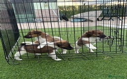 Fox Terrier de Pelo Liso perros en venta: Cachorros fox terrier pelo liso  - Anuncio 6