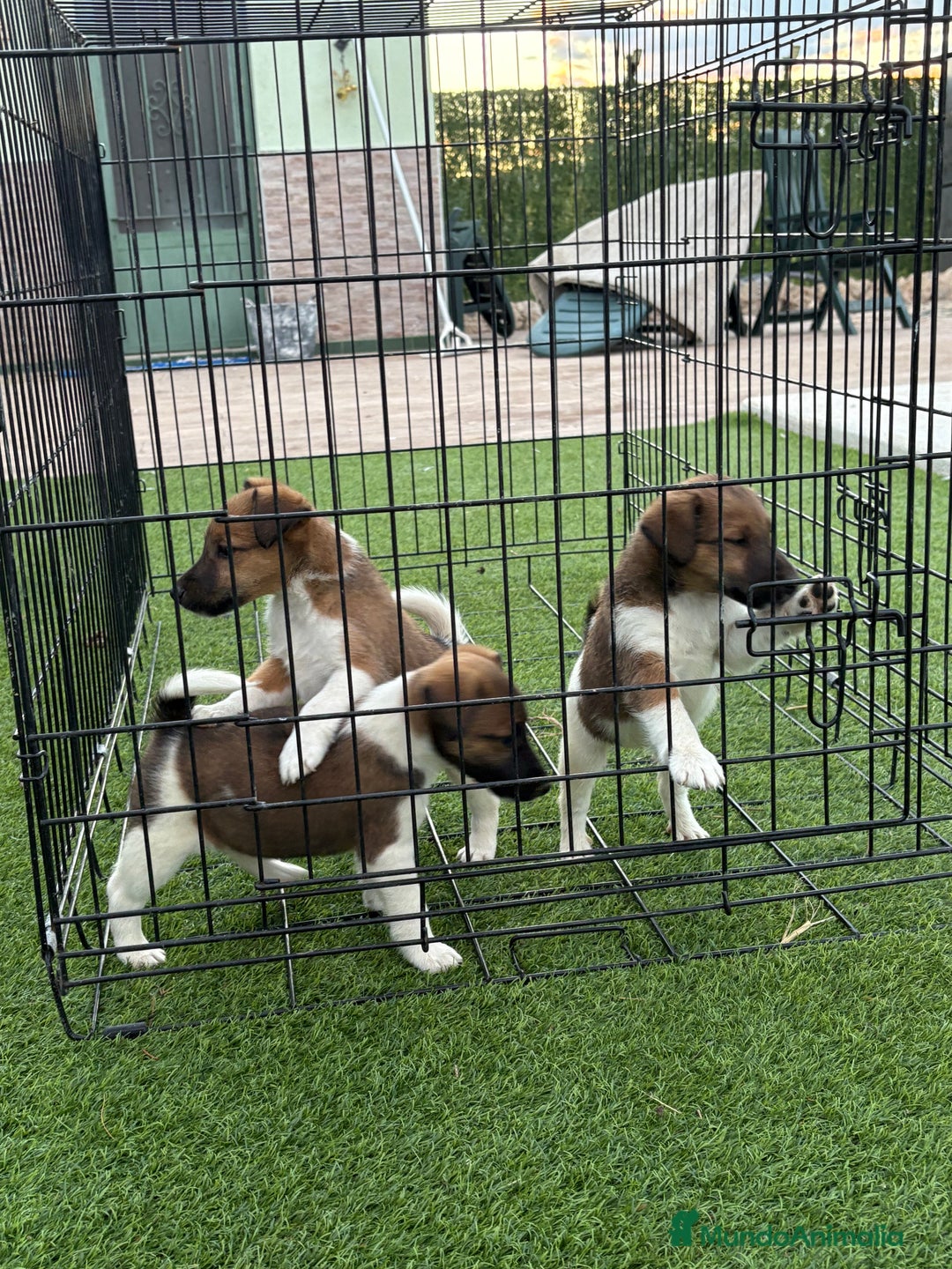 Fox Terrier de Pelo Liso perros en venta: Cachorros fox terrier pelo liso  - Anuncio 6