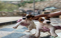 Jack Russell Terrier perros en venta: Ven a conocer nuestros bebés de Jack Russell! 🐶🐾 - Imagen 2