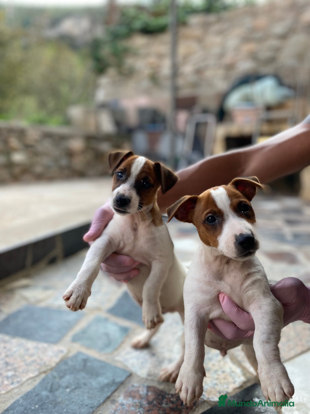 Jack Russell Terrier perros en venta: Ven a conocer nuestros bebés de Jack Russell! 🐶🐾 - Imagen 2