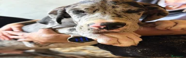 Dogo Alemán 3