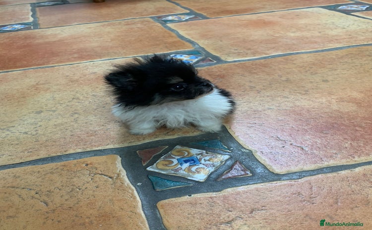 Pomerania perros - Anuncio 13