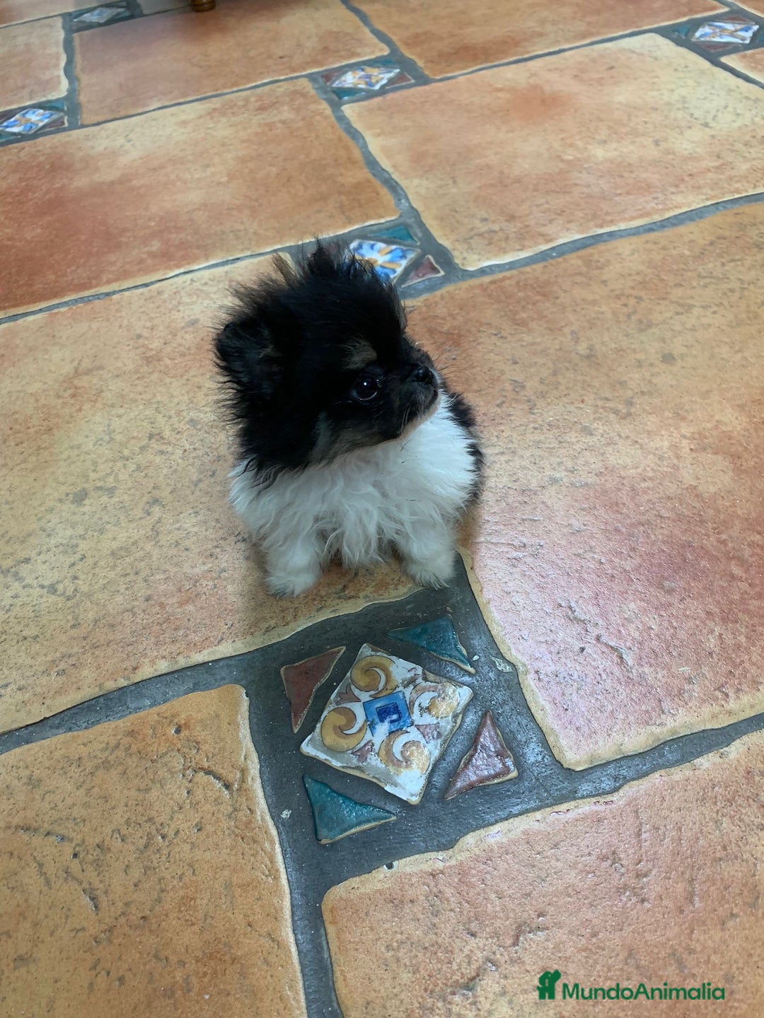 Pomerania perros en venta: Macho pomerania - Imagen 1