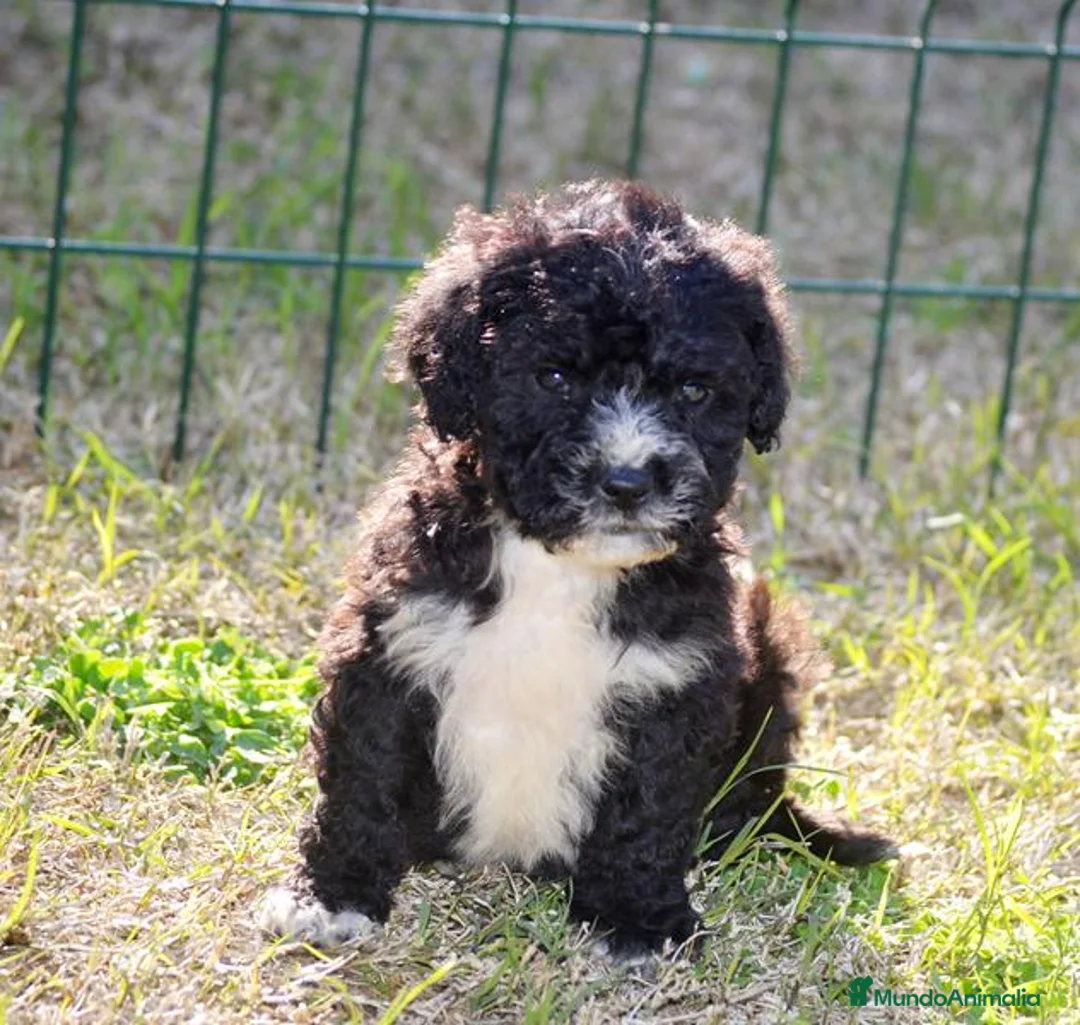 Perro de Agua Español perros en venta: CACHORRO PERRO DE AGUA ESPAÑOL  - Anuncio 19