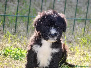 Perro de Agua Español perros CACHORRO PERRO DE AGUA ESPAÑOL - Anuncio 3
