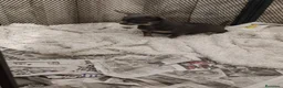 Chihuahua perros en venta: Chihuahua 8 meses azul y fuego  - Anuncio 1